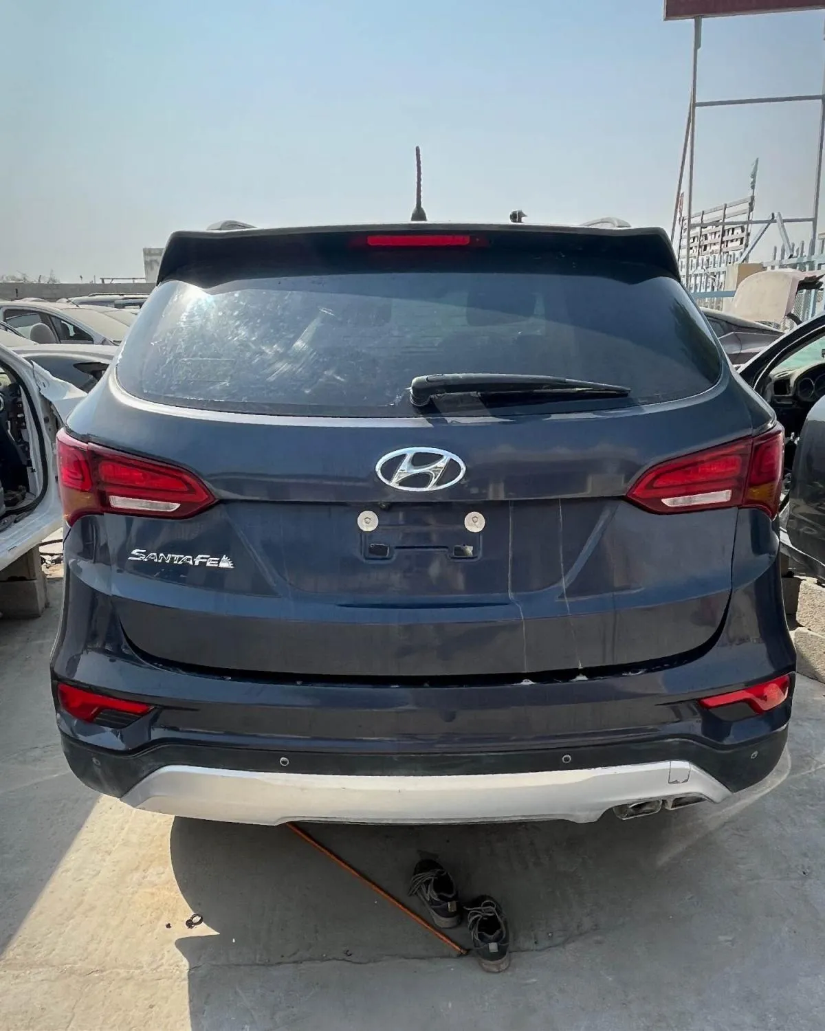 دودة دركسون